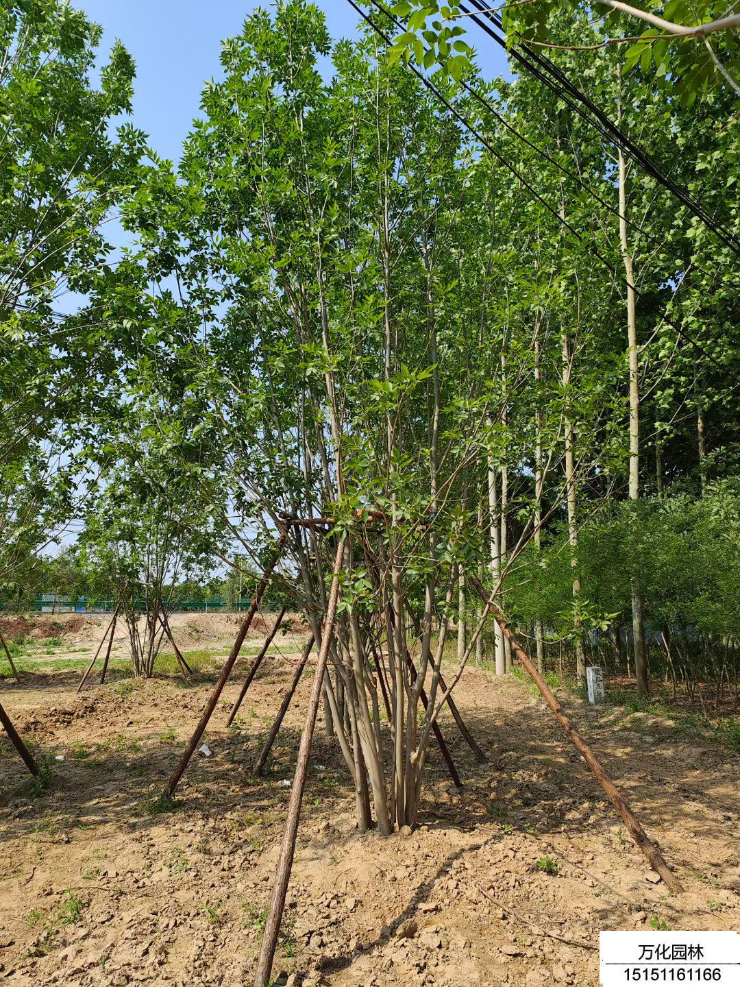 丛生白蜡