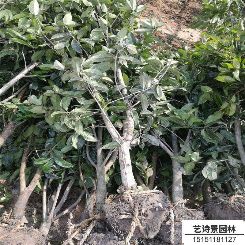 四季桂