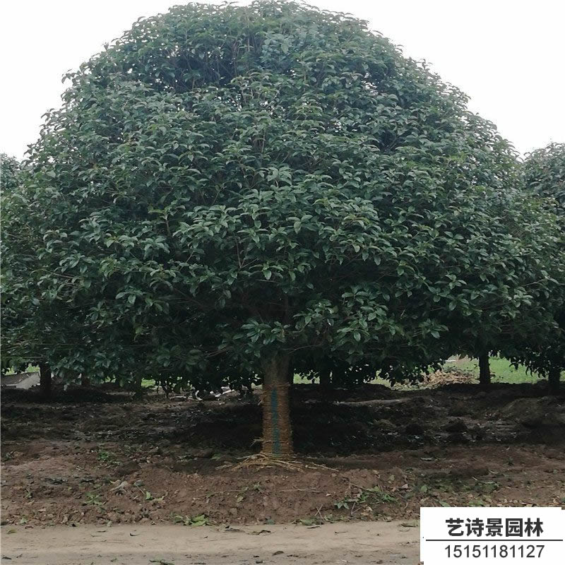 四季桂