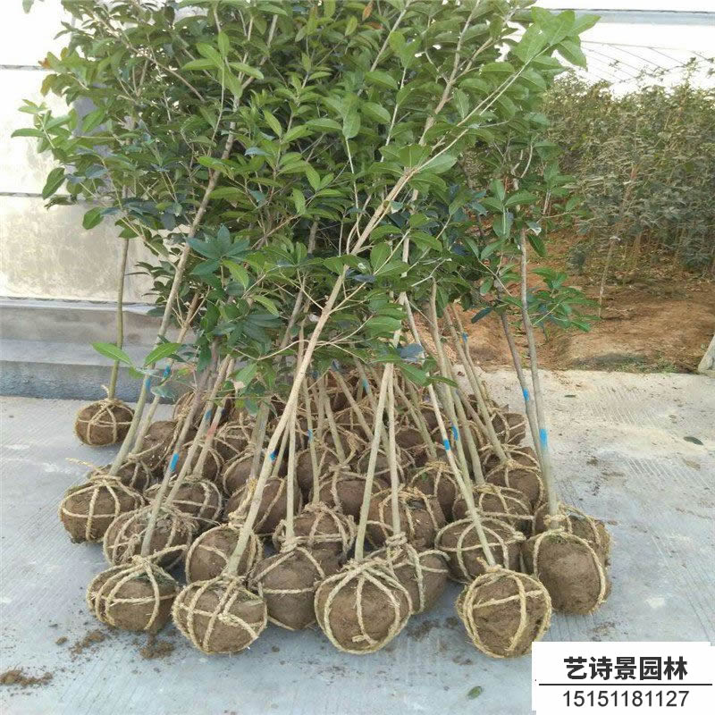 四季桂