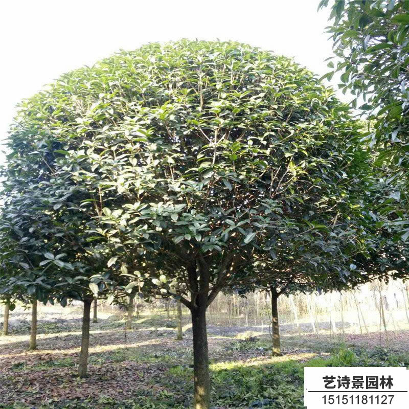 四季桂