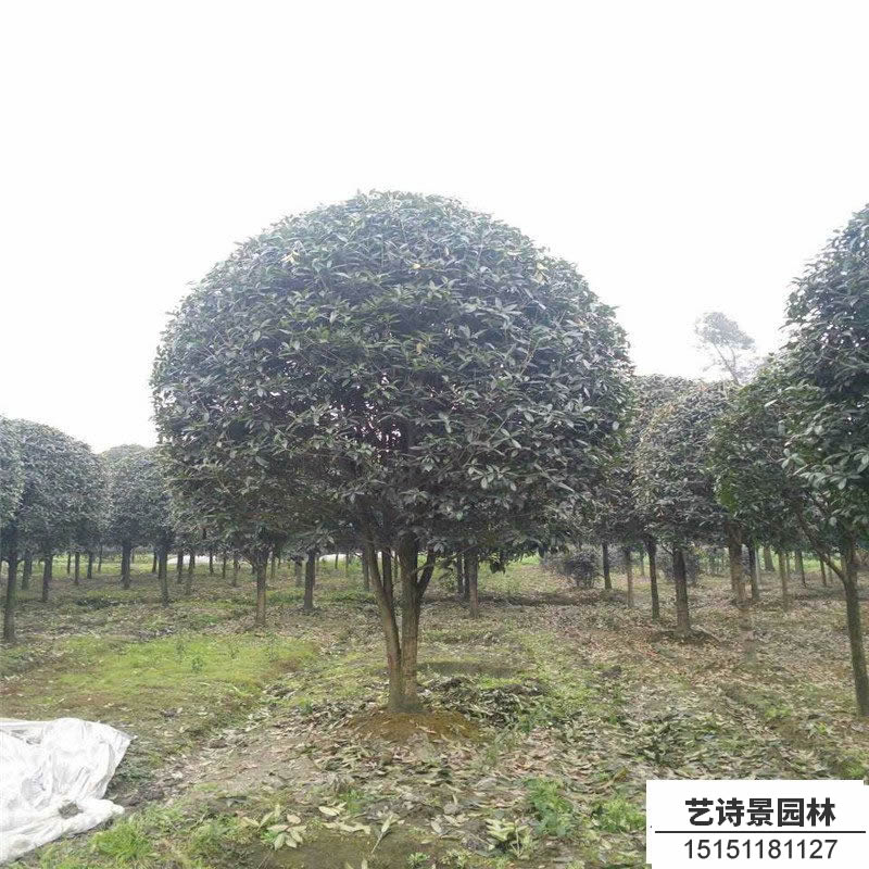 四季桂