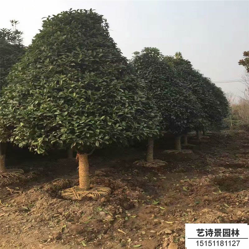 四季桂