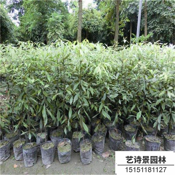 金丝楠