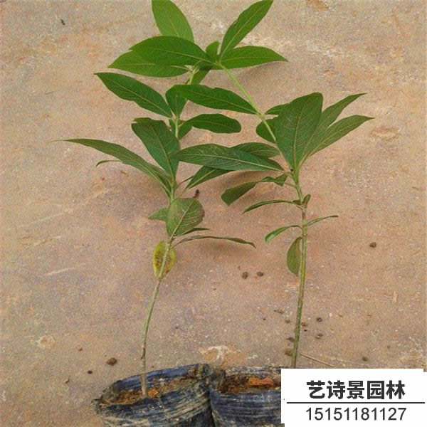 金丝楠