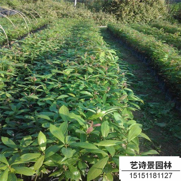 金丝楠