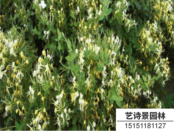金银花的种子在哪里