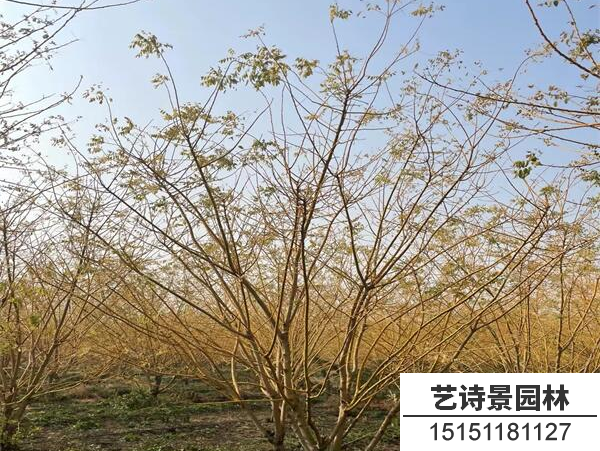 金枝槐