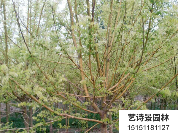 金枝槐