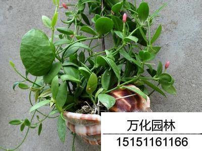 爱元果养护温度.jpg