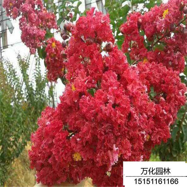 三红紫薇
