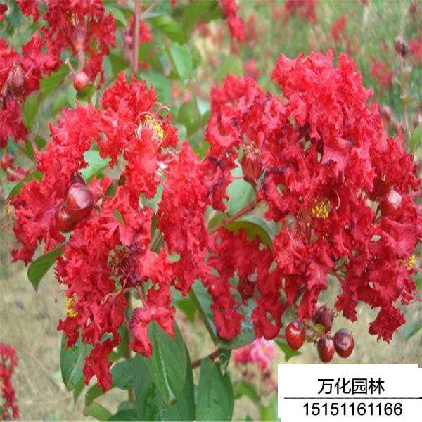 三红紫薇