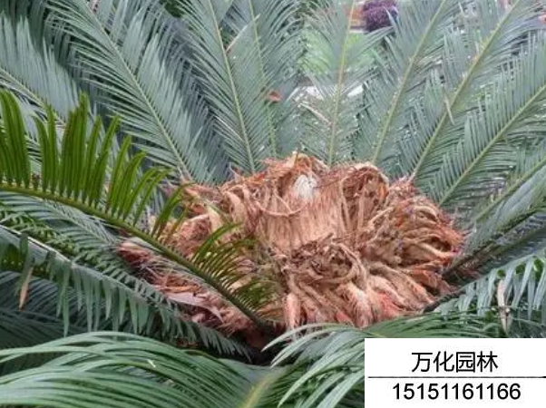 铁树种子