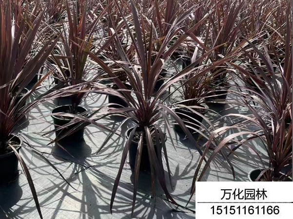 朱蕉