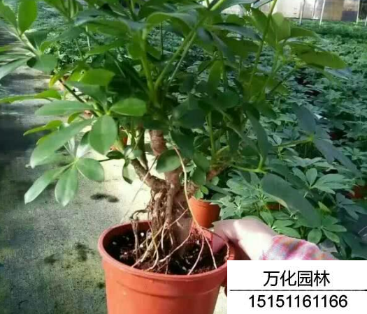 鸭脚木