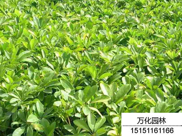 鸭脚木