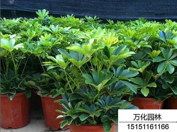 鸭脚木