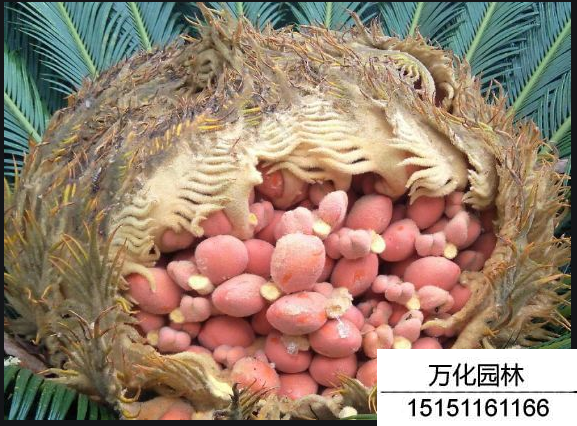 铁树种子