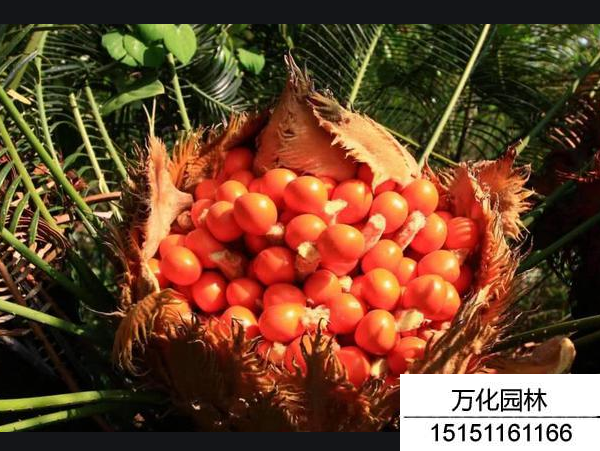铁树种子