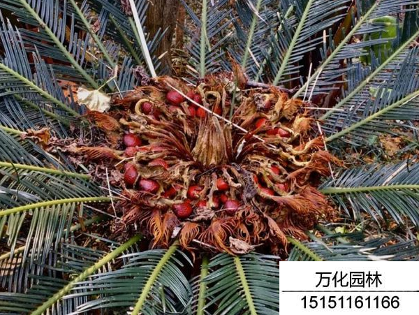 铁树种子