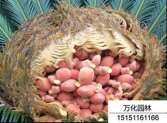 铁树种子