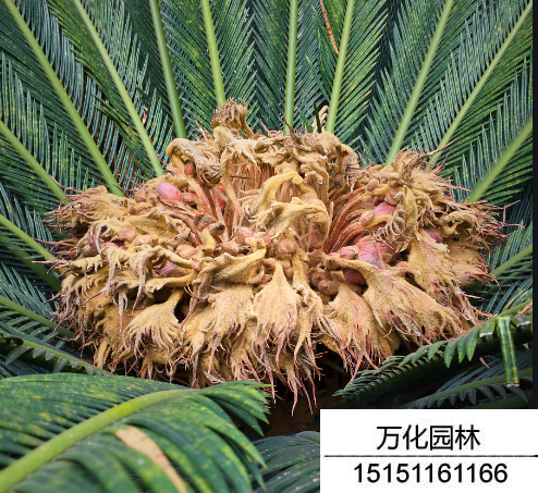 铁树种子