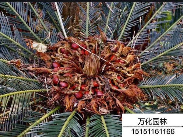 铁树种子