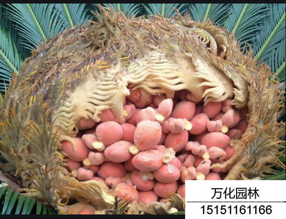 铁树种子