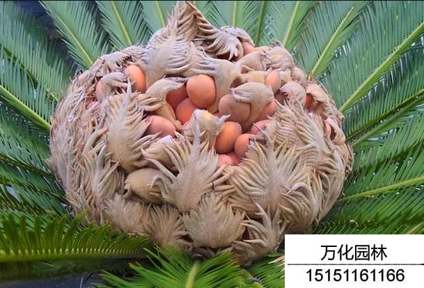 铁树种子