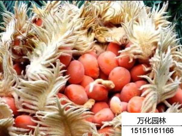 铁树种子