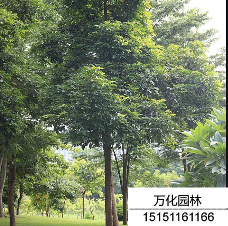 秋枫