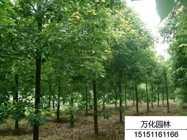 秋枫