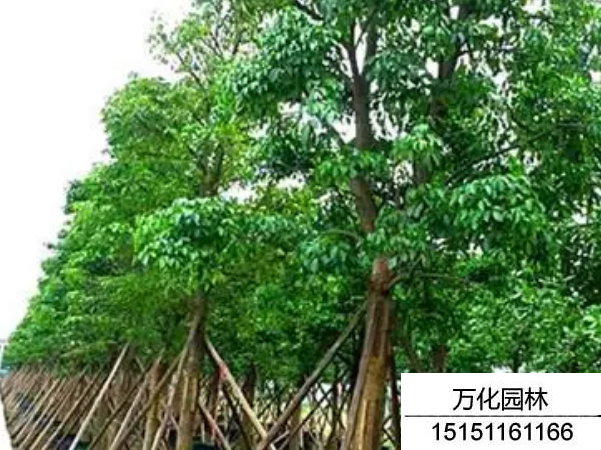 秋枫