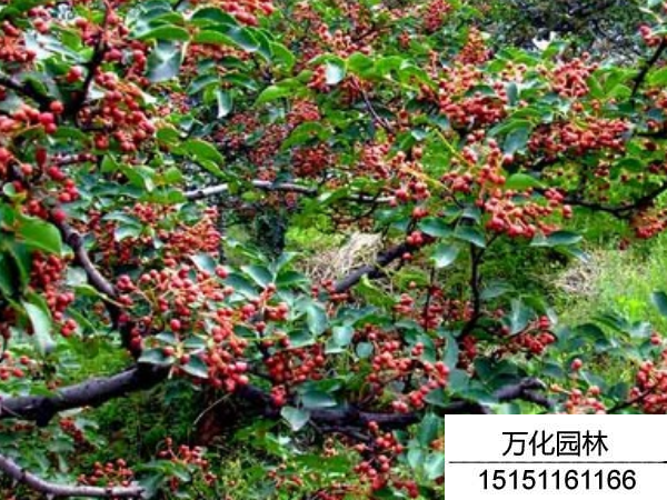 花椒种子