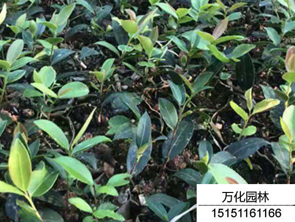 红花油茶种子