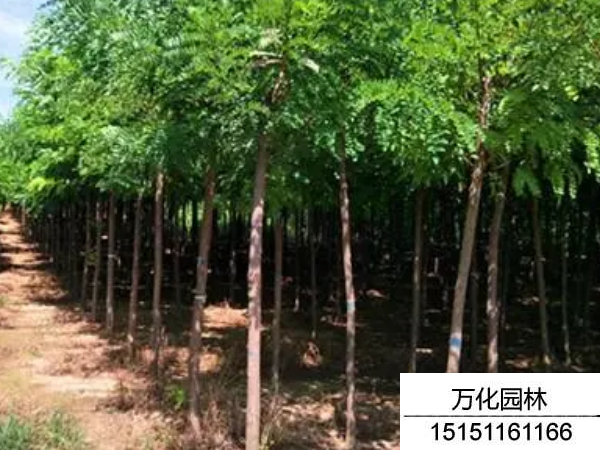 刺槐