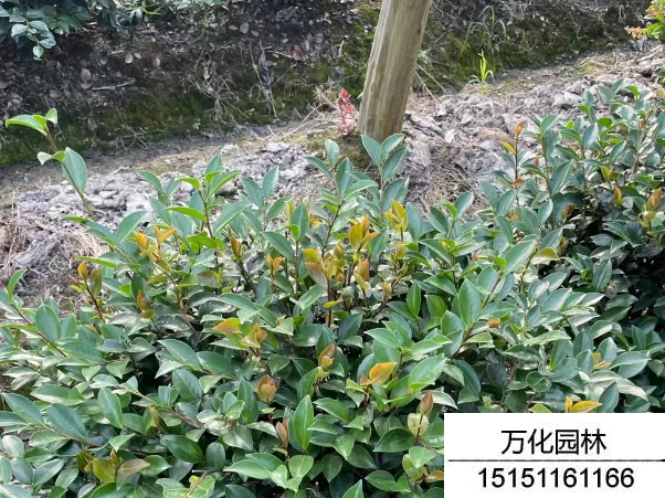 茶梅球