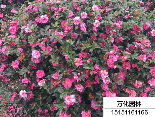 茶梅球