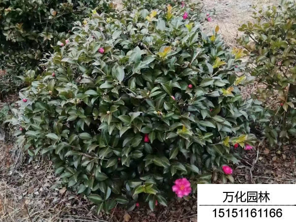 茶梅球