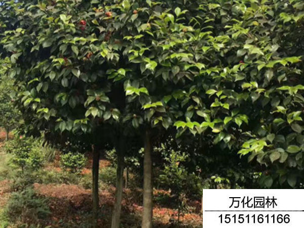 茶花树