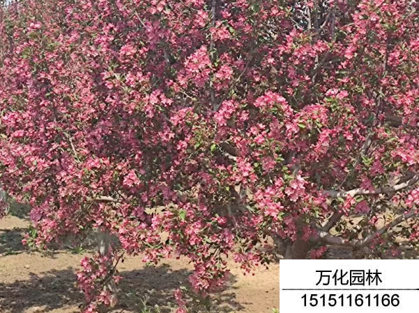 北美海棠