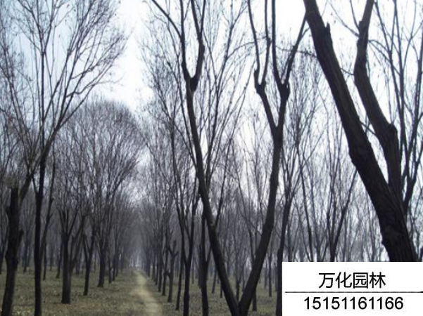板栗树