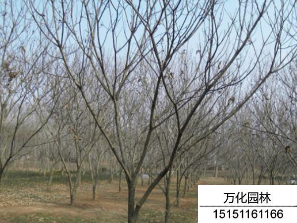 板栗树