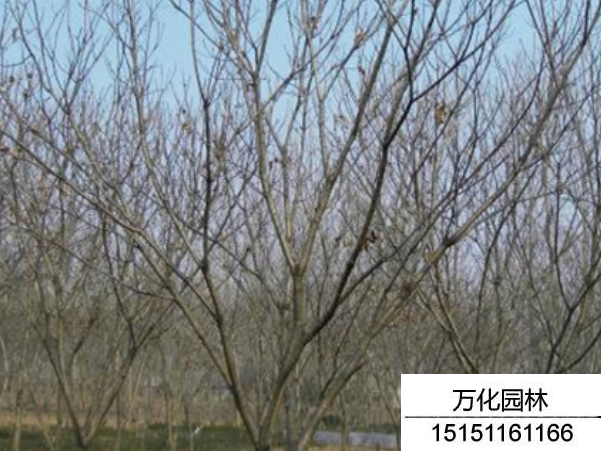板栗树