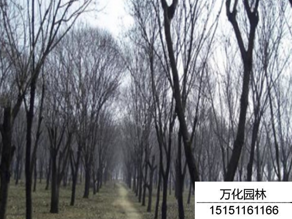 板栗树