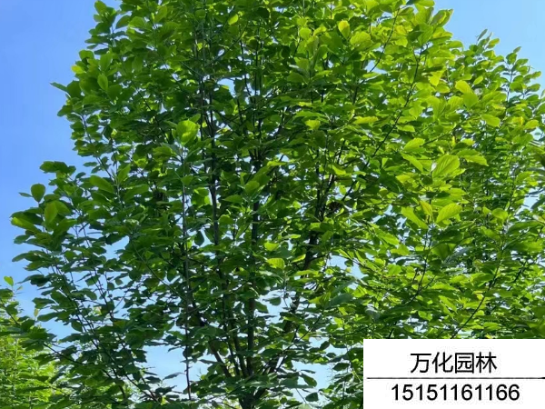 白玉兰
