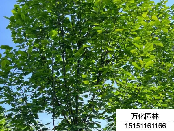 白玉兰