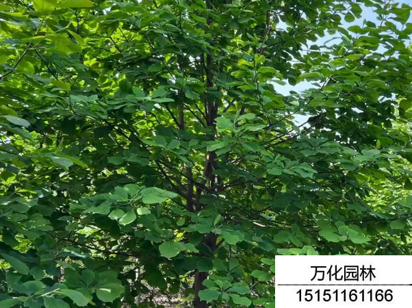 白玉兰