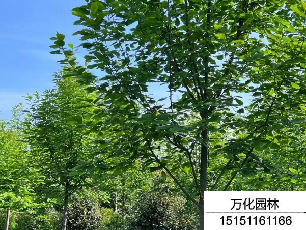 白玉兰