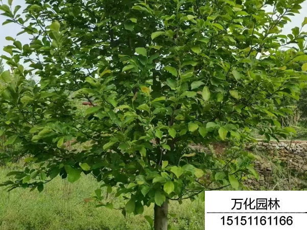 白玉兰